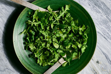 Fresh harvested herbs