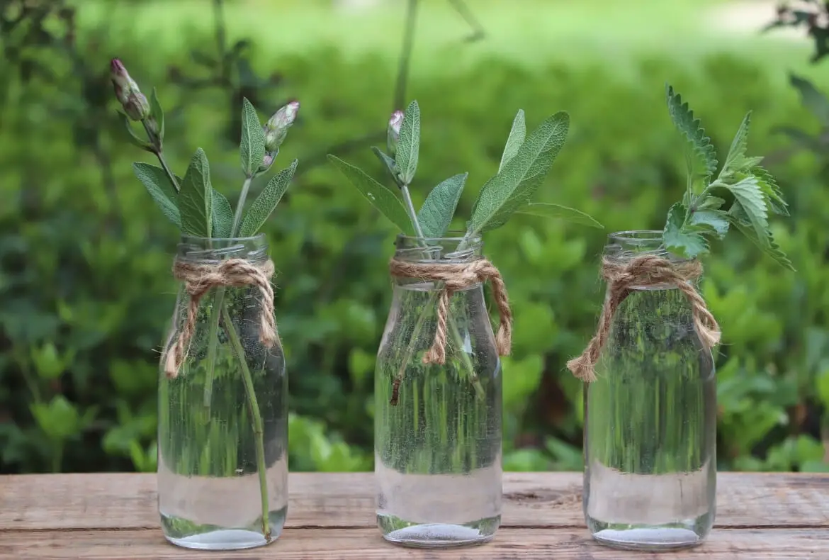 Propagating herb cuttings