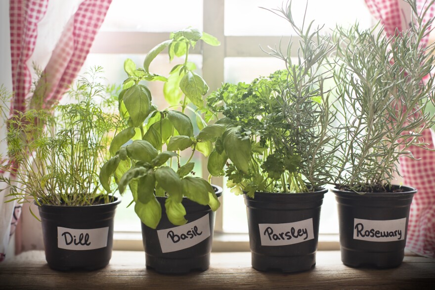 Fresh herbs on windowsill