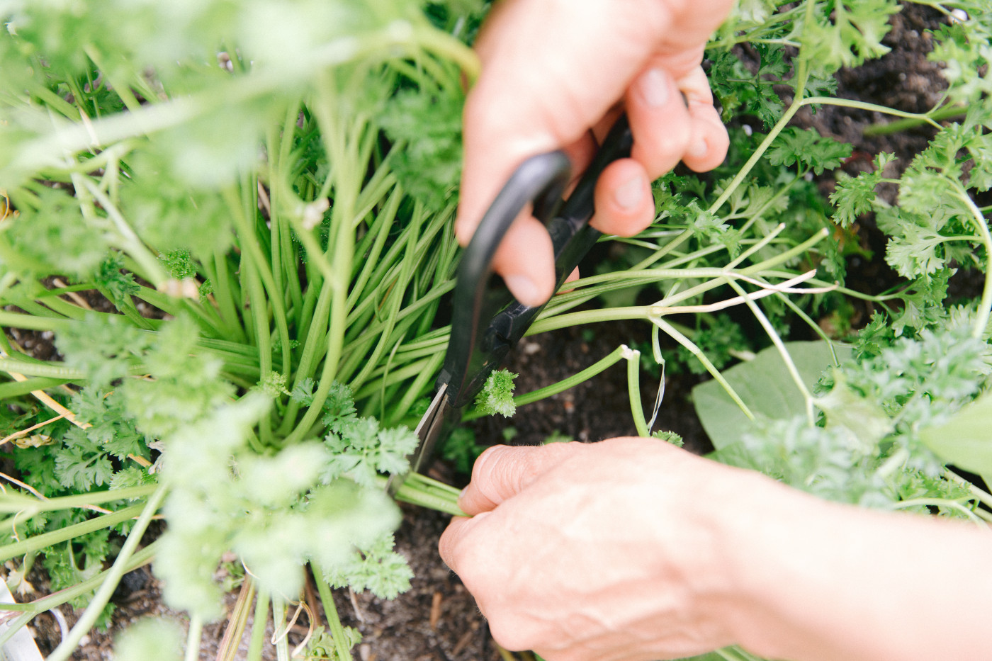 Harvesting fresh herbs