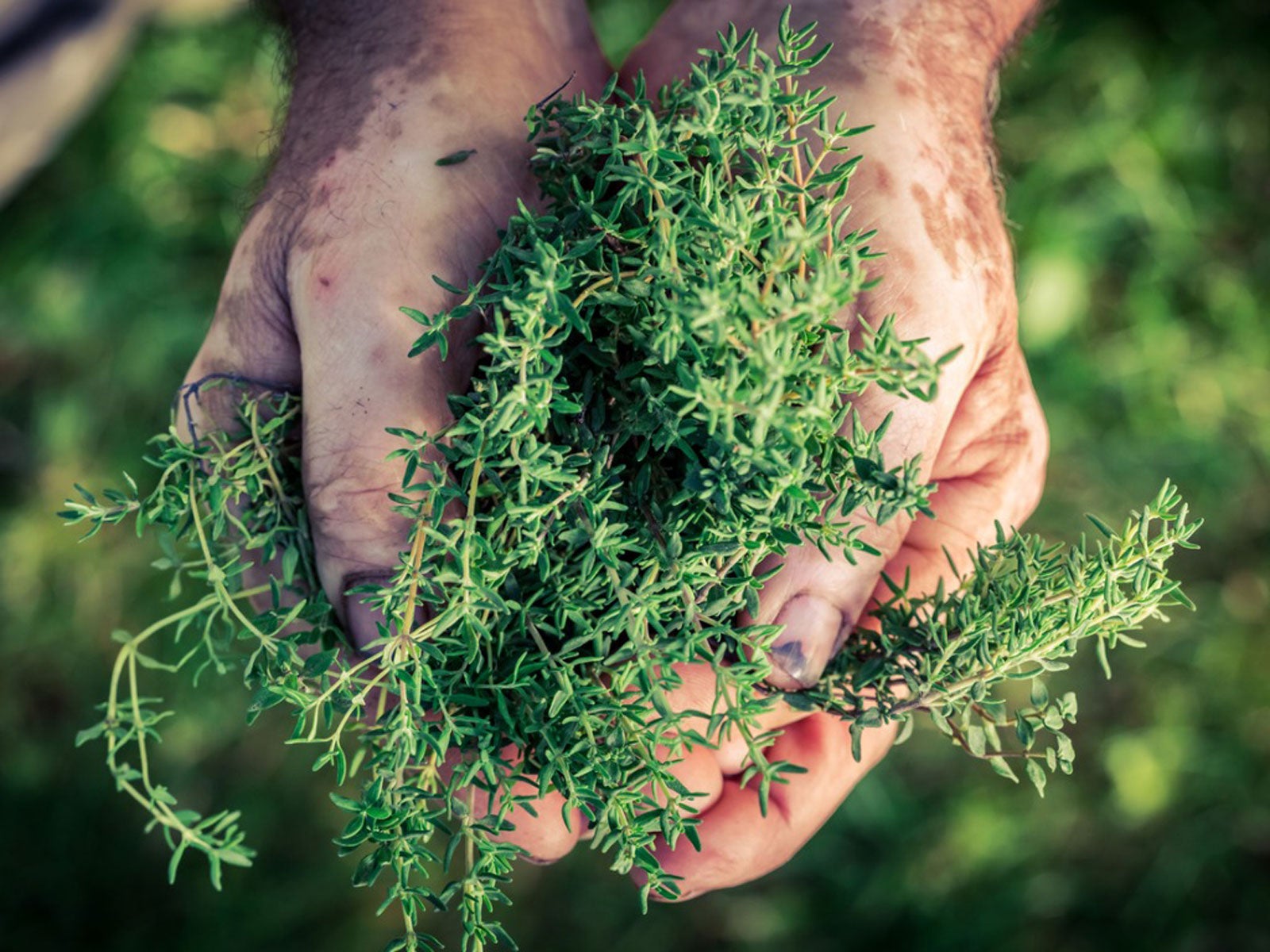 Washing harvested herbs