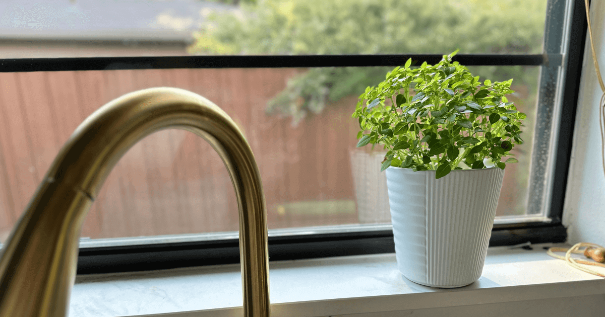 Basil growing indoors