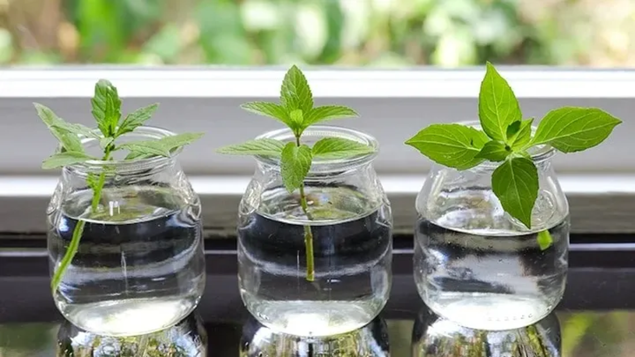 Herb propagation in water