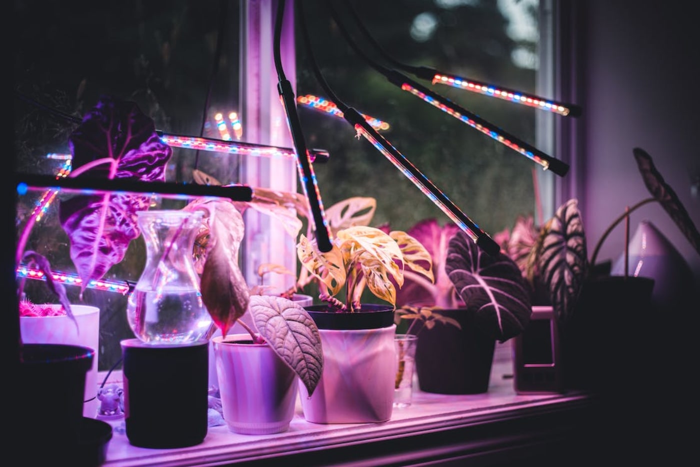 Herbs with grow lights