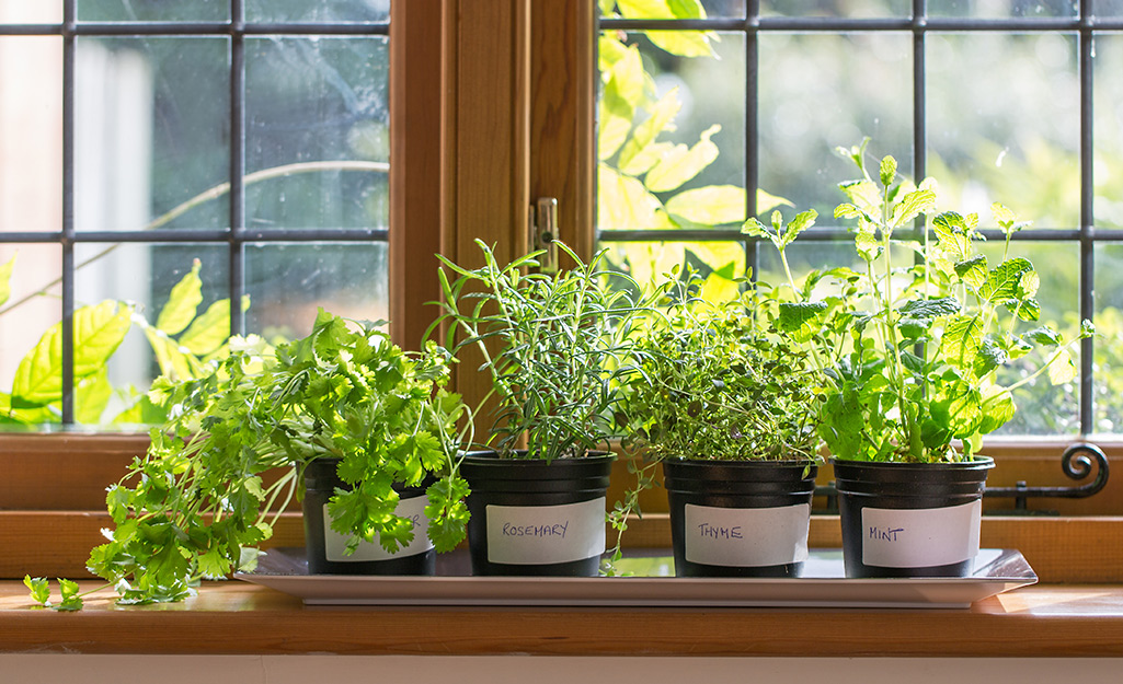 Potted herbs with natural light