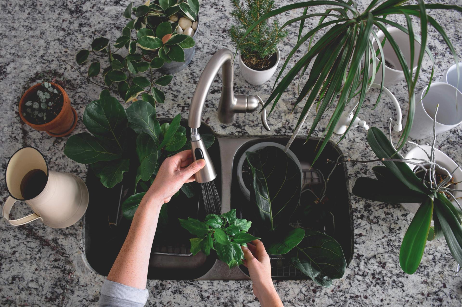Watering herbs properly