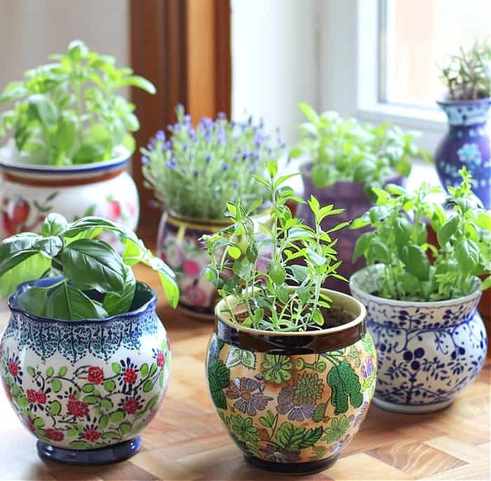 Diverse herb collection